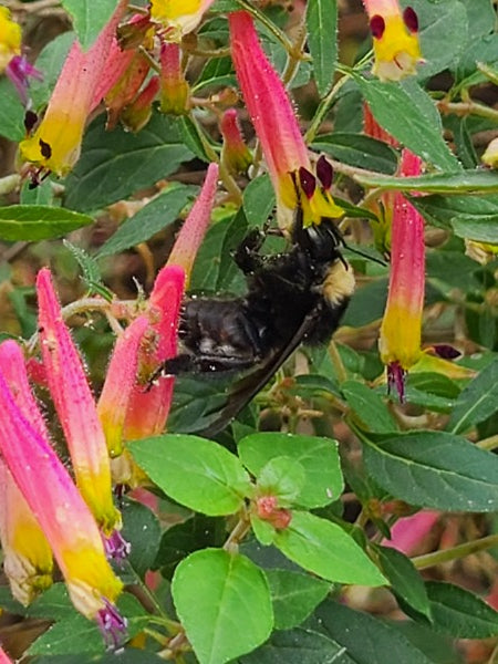 Image of Cuphea cyanea 'Ashevilla' taken at Juniper Level Botanic Gdn, NC by JLBG