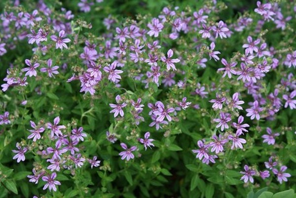 Image of Cuphea glutinosa taken at Juniper Level Botanic Gdn, NC by JLBG