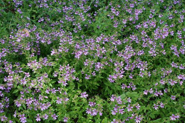 Image of Cuphea glutinosa taken at Juniper Level Botanic Gdn, NC by JLBG