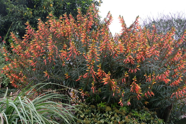 Image of Cuphea micropetala taken at Juniper Level Botanic Gdn, NC by JLBG