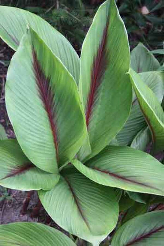 Image of Curcuma 'Pink Wonder' taken at Juniper Level Botanic Gdn, NC by JLBG