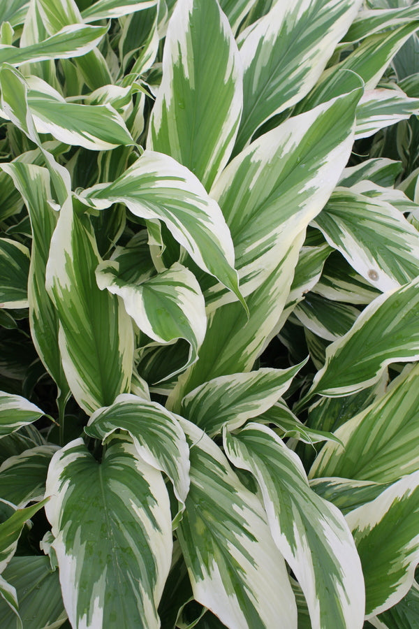 Image of Curcuma longa 'Snowdrift' taken at Juniper Level Botanic Gdn, NC by JLBG