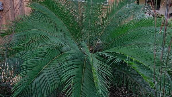 Image of Cycas x panzhioluta  taken at Juniper Level Botanic Gdn, NC by JLBG