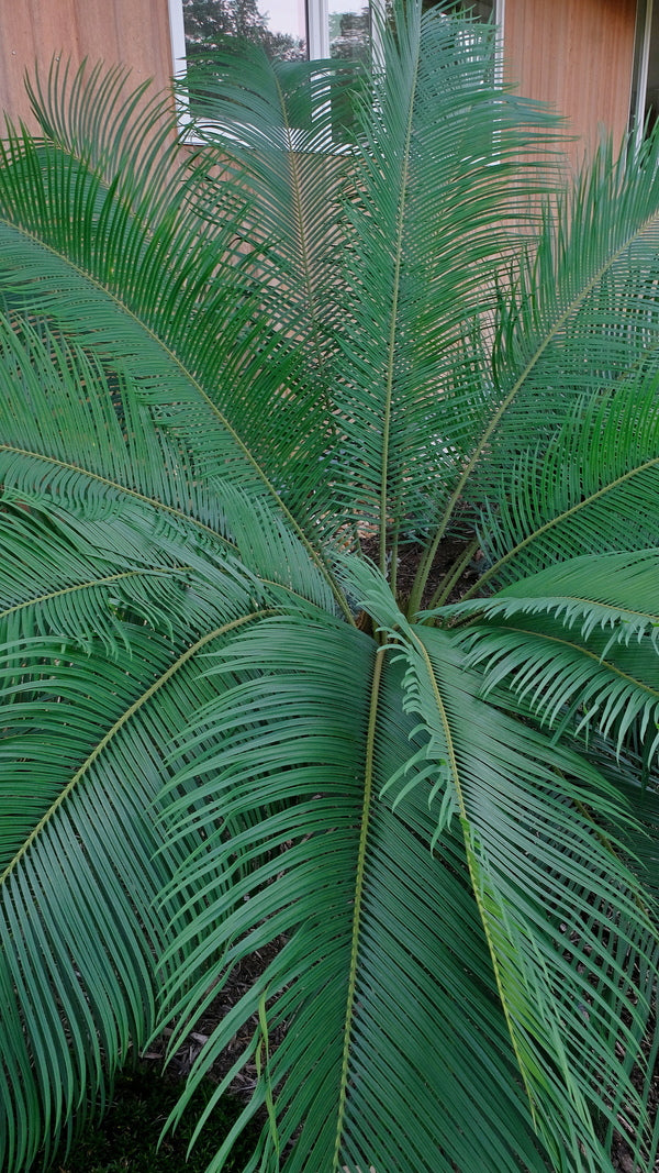 Image of Cycas x panzhioluta  taken at Juniper Level Botanic Gdn, NC by JLBG