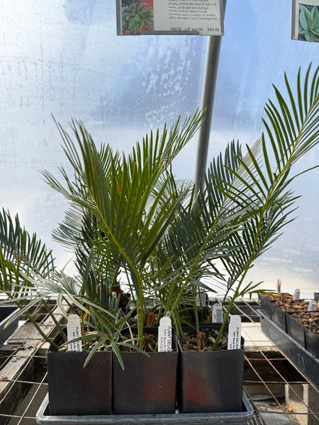 Image of Cycas x taitoluta