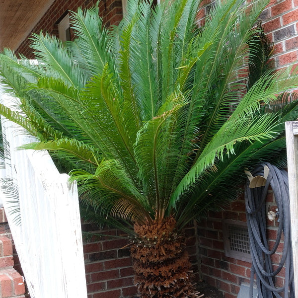 Image of Cycas taitungensis taken at Juniper Level Botanic Gdn, NC by JLBG