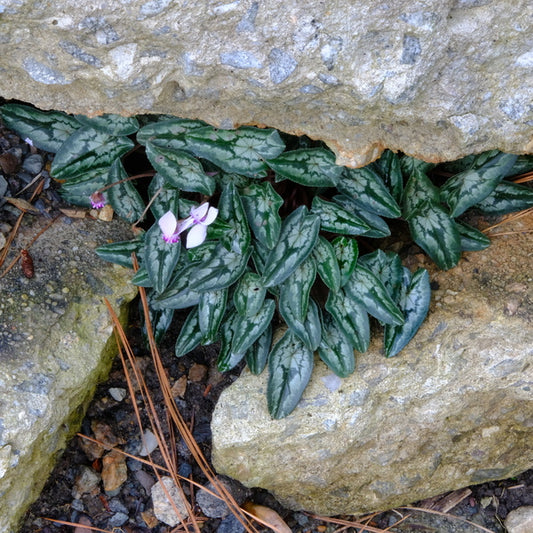 Image of Cyclamen hederifolium Long Leaf Form taken at Juniper Level Botanic Gdn, NC by JLBG