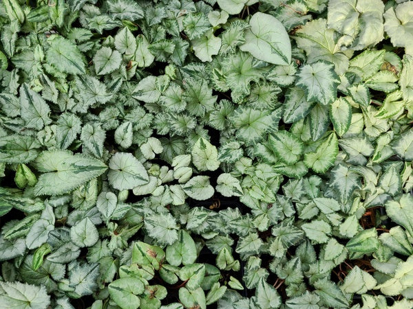 Image of Cyclamen hederifolium 'Silverella' taken at Juniper Level Botanic Gdn, NC by JLBG