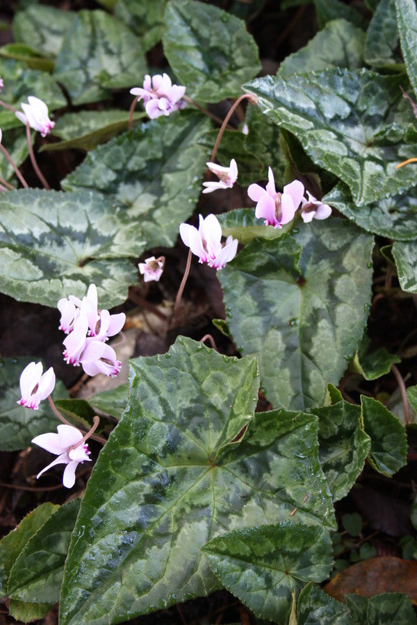Image of Cyclamen hederifolium taken at Juniper Level Botanic Gdn, NC by JLBG