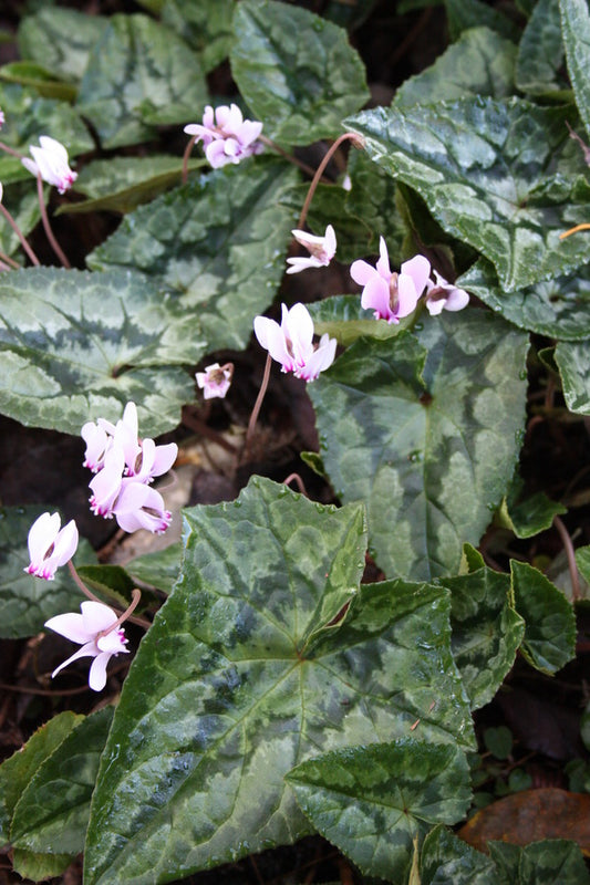 Image of Cyclamen hederifolium taken at Juniper Level Botanic Gdn, NC by JLBG