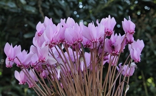 Image of Cyclamen x hildebrandii taken at Juniper Level Botanic Gdn, NC by JLBG