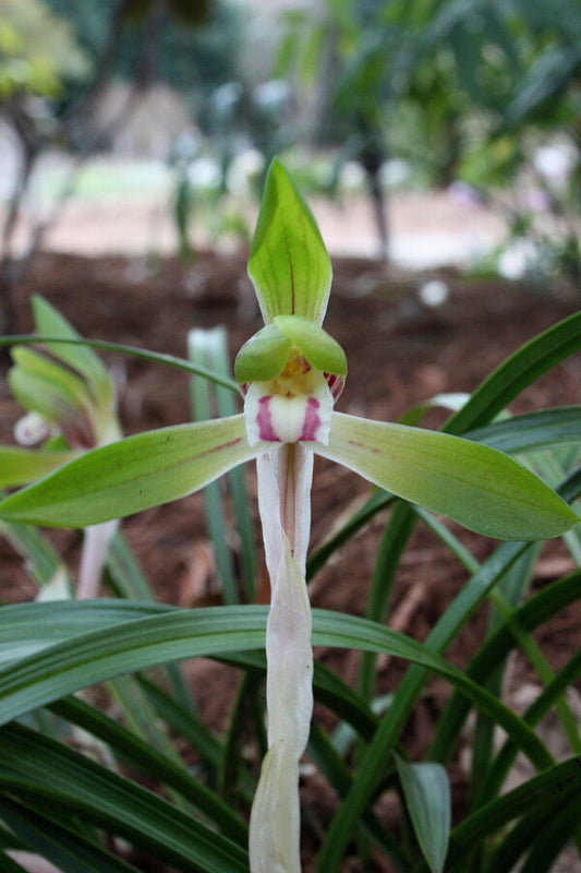 Image of Cymbidium goeringii 'Early Riser' taken at Juniper Level Botanic Gdn, NC by JLBG