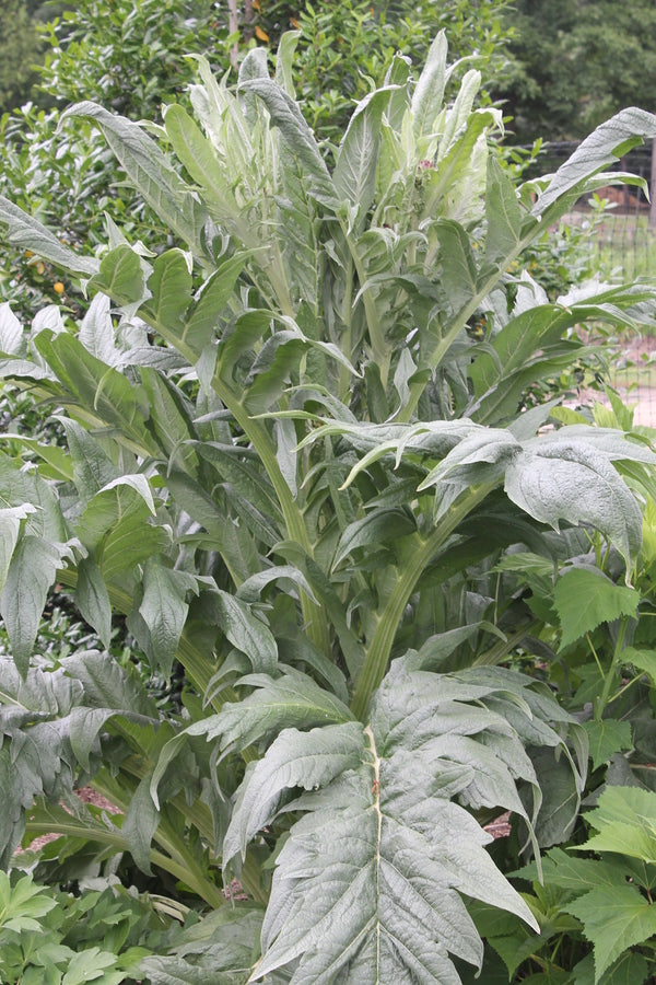 Image of Cynara cardunculus taken at Juniper Level Botanic Gdn, NC by JLBG