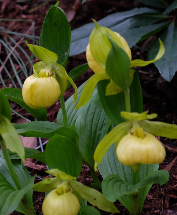 Image of Cypripedium 'Barry Phillips' taken at Juniper Level Botanic Gdn, NC by JLBG