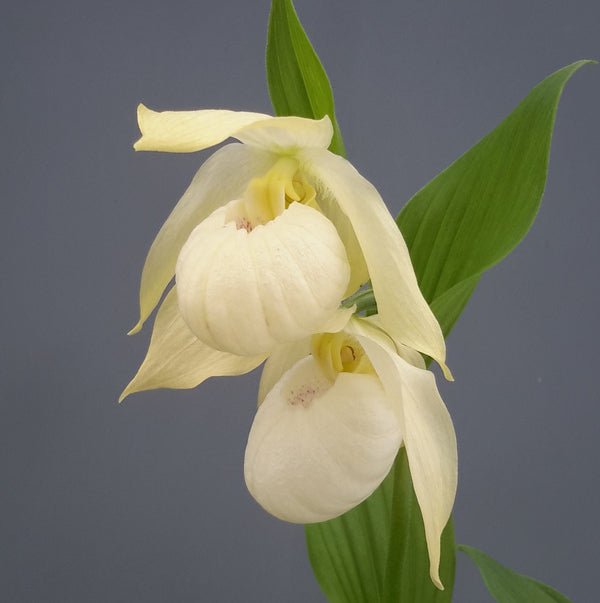 Image of Cypripedium 'Bernd Pastel' by Hardy Orchids