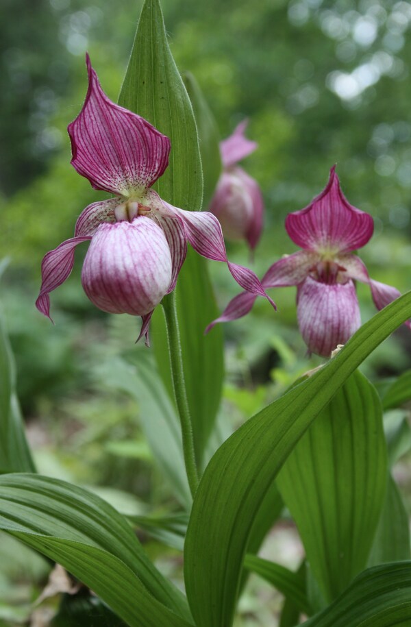 Image of Cypripedium 'Gisela' taken at H. Hansen Gdn, MI by JLBG
