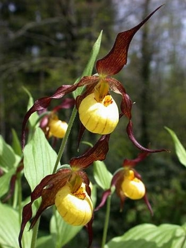 Image of Cypripedium 'Hank Small' taken at Weinert Gdn, Germany by M. Weinert