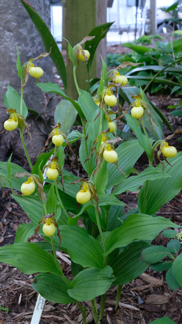 Image of Cypripedium 'Hank Small' taken at Juniper Level Botanic Garden, Raleigh NC by JLBG