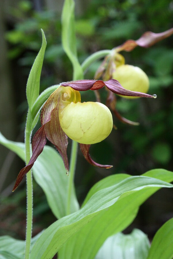 Image of Cypripedium 'Hank Small' taken at Juniper Level Botanic Garden, Raleigh NC by JLBG