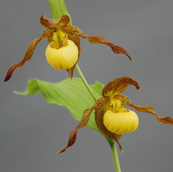 Image of Cypripedium 'Kristi Lyn' taken at Weinert Gdn, Germany by M. Weinert