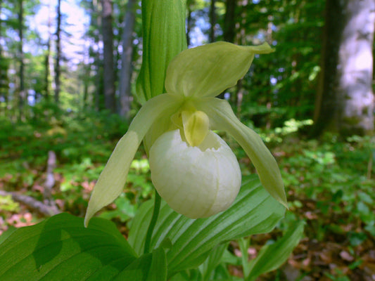 Image of Cypripedium 'Michael Pastel' taken at Weinert Gdn, Germany by M. Weinert