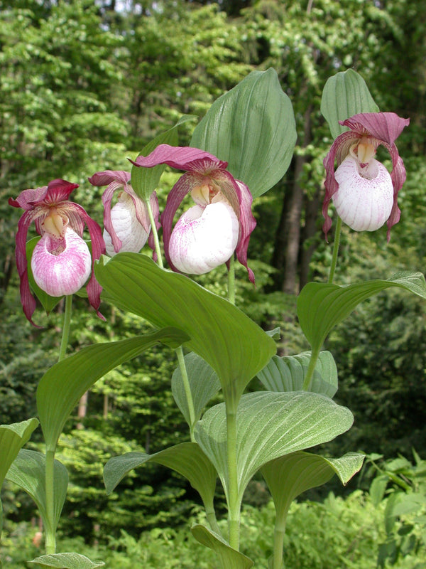 Image of Cypripedium 'Philipp' taken at Weinert Gdn, Germany by M. Weinert