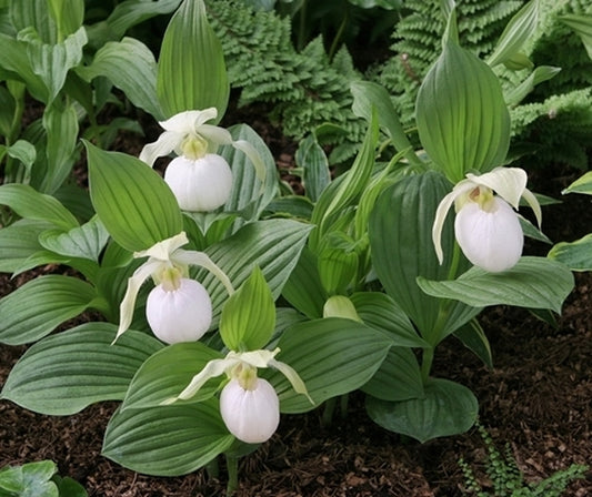 Image of Cypripedium 'Sabine Pastel' taken at Weinert Gdn, Germany by M. Weinert