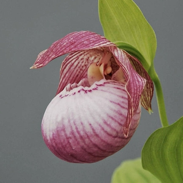 Image of Cypripedium 'Sabine' taken at Weinert Gdn, Germany by M. Weinert
