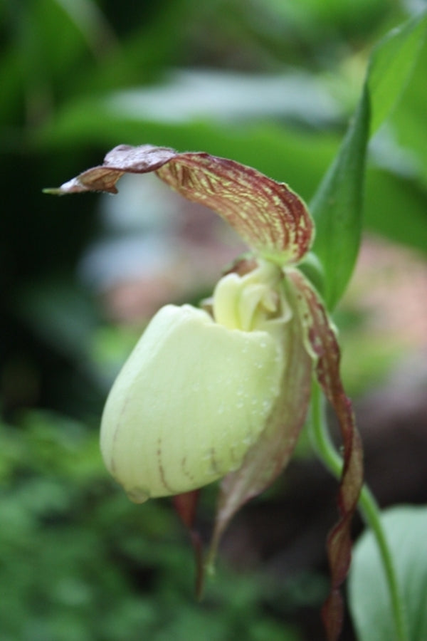 Image of Cypripedium kentuckiense taken at Juniper Level Botanic Gdn, NC by JLBG