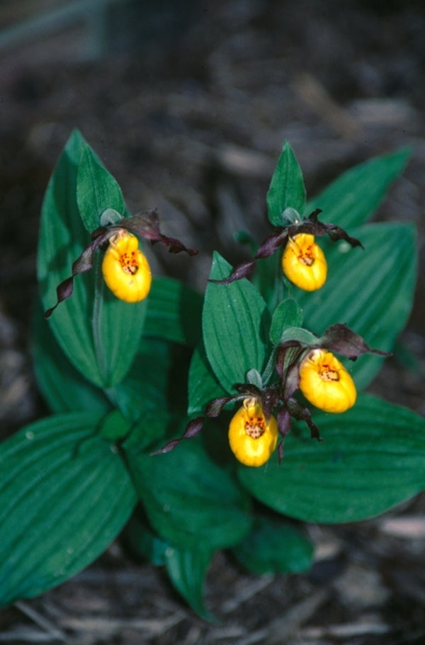 Image of Cypripedium parviflorum var. parviflorum taken at Juniper Level Botanic Gdn, NC by JLBG