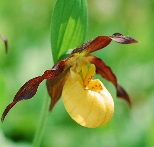 Image of Cypripedium parviflorum var. parviflorum taken at Weinert Gdn, Germany by M. Weinert