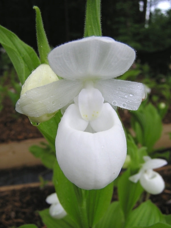 Image of Cypripedium reginae 'Alba' taken at Shelburne Falls, MA by Hillside Nursery