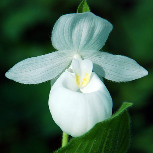 Image of Cypripedium reginae 'Alba' taken at Weinert Gdn, Germany by M. Weinert