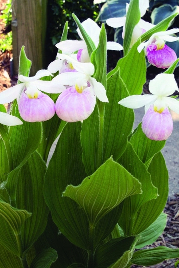 Image of Cypripedium reginae taken at Walters Gardens, MI