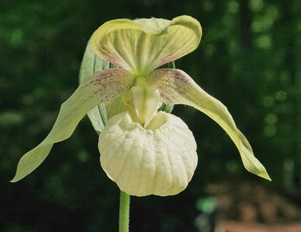 Image of Cypripedium x ventricosum 'Pastel' taken at Weinert Gdn, Germany by M. Weinert
