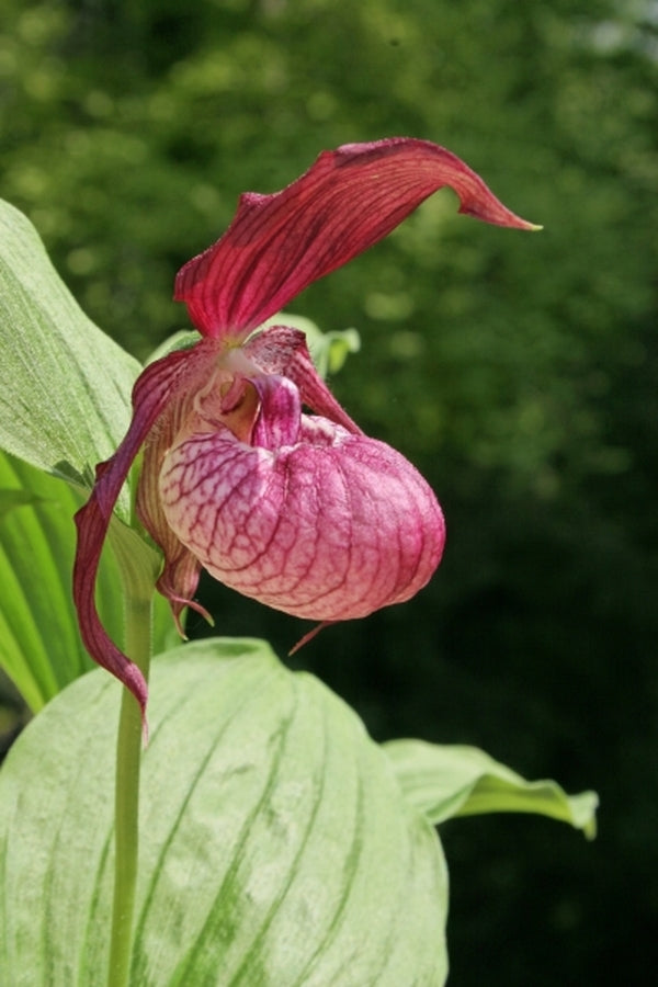 Image of Cypripedium x ventricosum taken at Weinert Gdn, Germany by M. Weinert