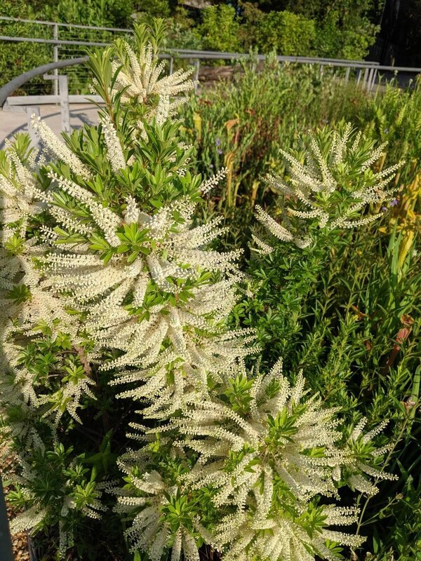 Image of Cyrilla racemiflora 'Tom Patrick' by R. Determann