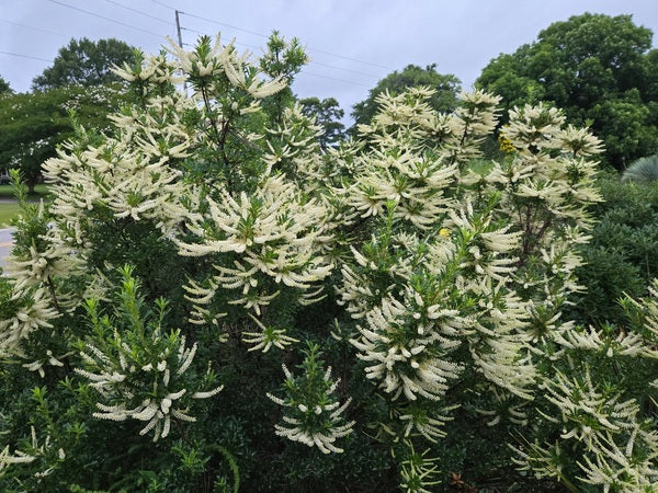 Image of Cyrilla racemiflora 'Tom Patrick' taken at Juniper Level Botanic Gdn, NC by JLBG