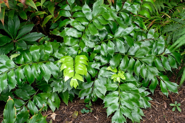 Image of Cyrtomium falcatum 'Butterfieldii' taken at Juniper Level Botanic Gdn, NC by JLBG