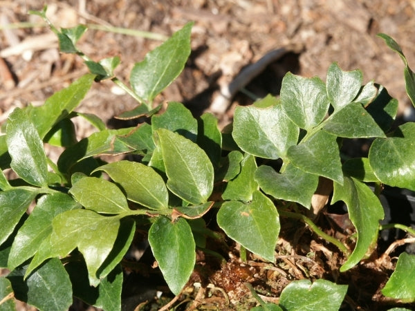 Image of Cyrtomium falcatum var. maritimum 'Eco-Korean Jade' taken at Juniper Level Botanic Gdn, NC by JLBG