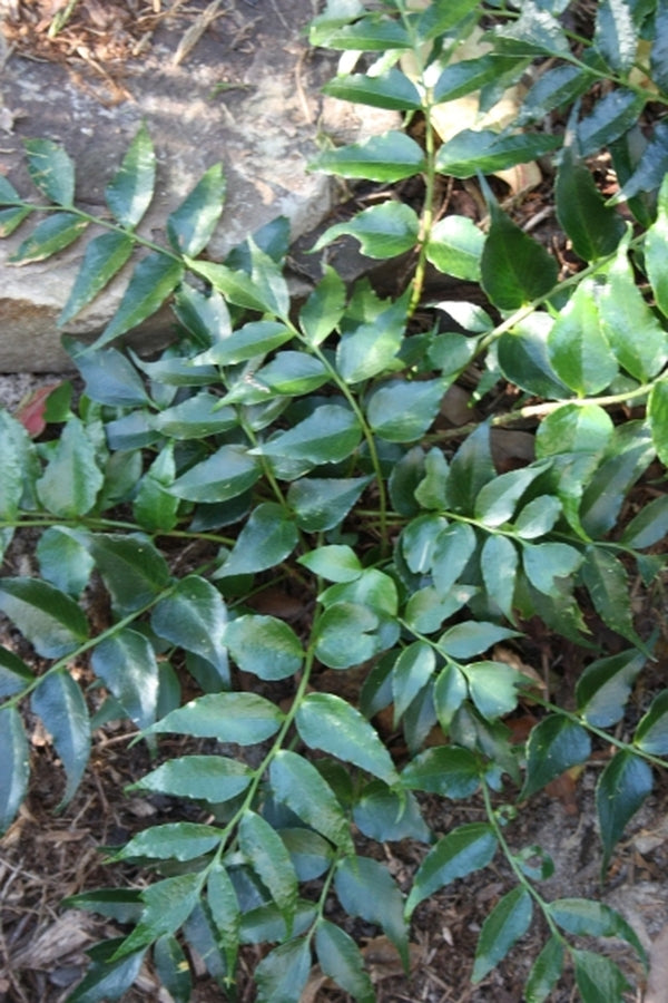 Image of Cyrtomium falcatum var. maritimum 'Eco-Korean Jade' taken at Juniper Level Botanic Gdn, NC by JLBG