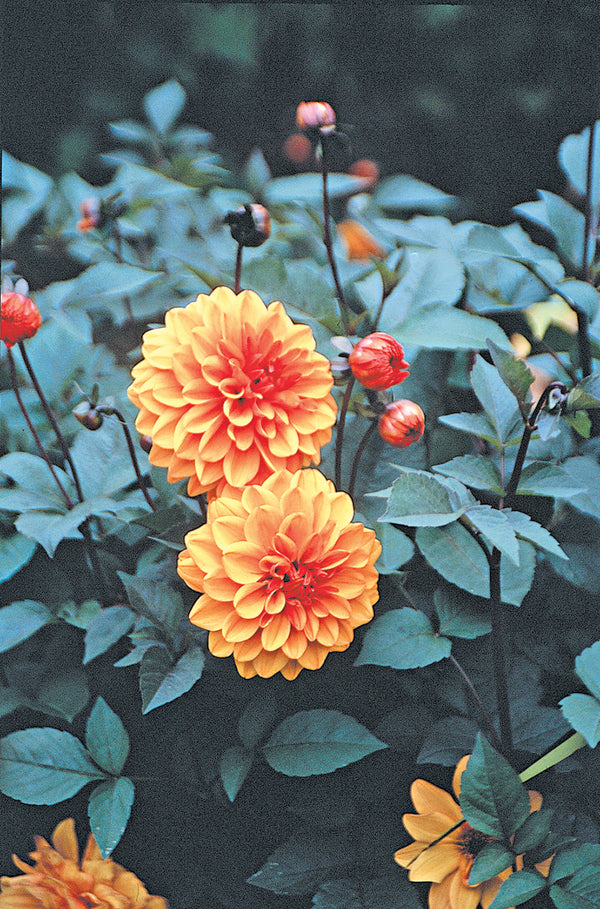 Image of Dahlia 'David Howard' taken at Juniper Level Botanic Gdn, NC by JLBG