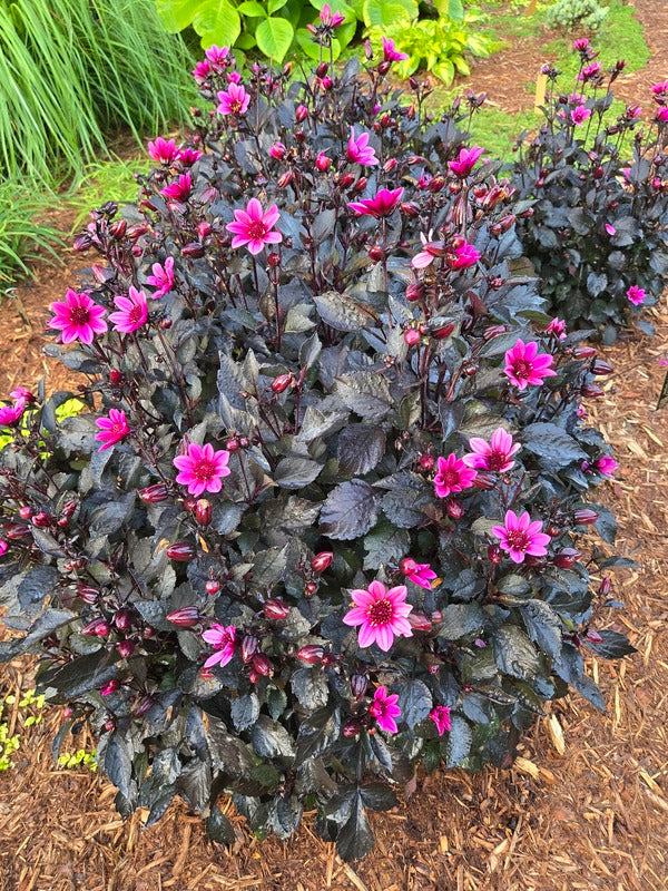 Image of Dahlia 'Happy Days Purple' taken at Juniper Level Botanic Gdn, NC by JLBG