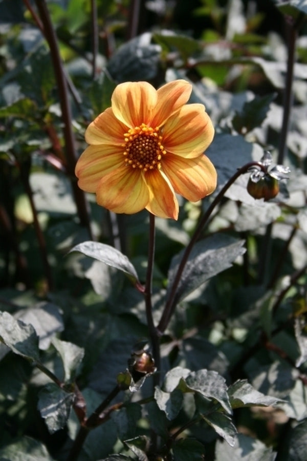 Image of Dahlia 'Yellow Hammer' taken at Juniper Level Botanic Gdn, NC