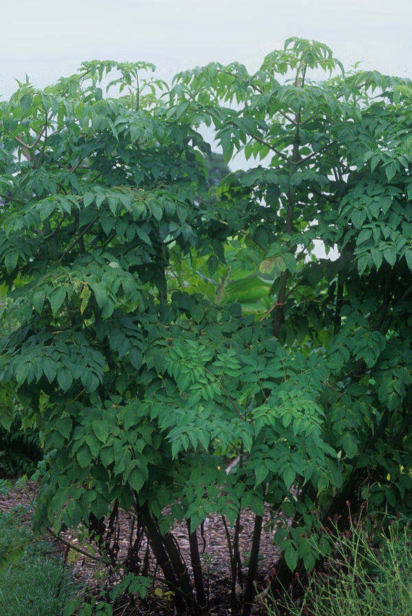 Image of Dahlia imperialis taken at Juniper Level Botanic Gdn, NC by JLBG
