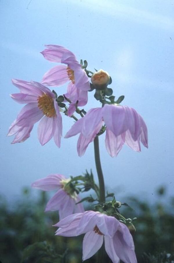 Image of Dahlia imperialis taken at Juniper Level Botanic Gdn, NC by JLBG
