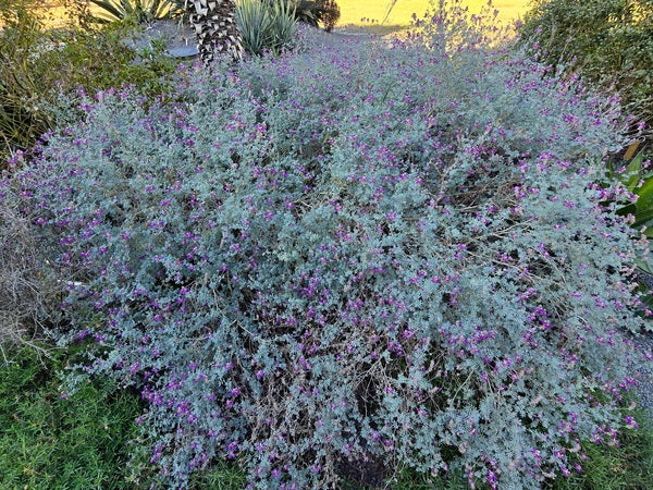 Image of Dalea bicolor var. argyraea taken at Juniper Level Botanic Gdn, NC by JLBG