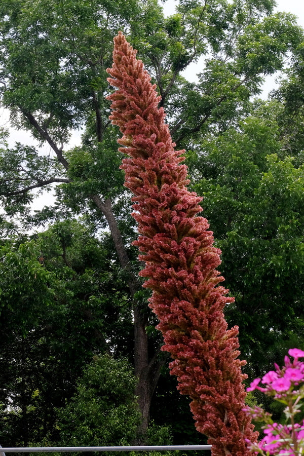 Image of Dasylirion gentryi taken at Juniper Level Botanic Gdn, NC by JLBG