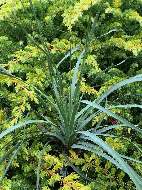 Image of Dasylirion micropterum taken at Juniper Level Botanic Gdn, NC by C. Hardison