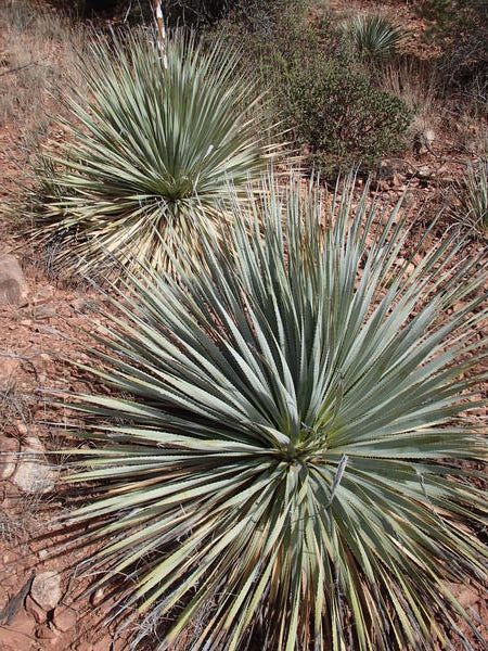 Image of Dasylirion wheeleri 'Apache Junction' by K. Seth